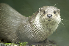 Eurasian Otter