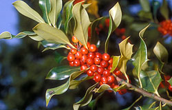 Ilex aquifolium