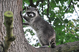 Der Waschbär stammt ursprünglich aus Nordamerika. Seit Mitte des 20. Jahrhunderts breitet er sich unter anderem in Europa aus. Waschbär auf Baum