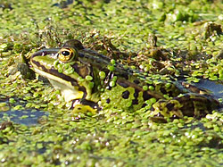 Grasfrosch