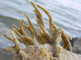 Geweihschwamm Spongilla lacustris; Foto: Andreas Vohmann Geweihschwamm Spongilla lacustris