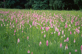 Orchideenwiese, Foto: Karl Heyde Orchideenwiese