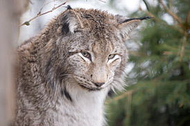 Europäischer Luchs