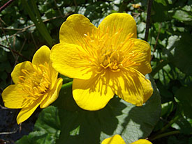 Sumpfdotterblume (Caltha palustris) Sumpfdotterblume (Caltha palustris)