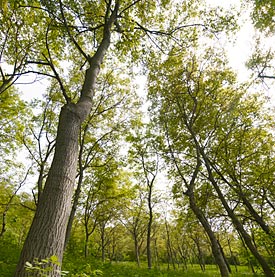 Walnußbaum