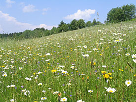 Wiese in Thüringen