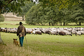 Schäfer mit Schafherde in der Lüneburger Heide Schäfer mit Schafherde in der Lüneburger Heide