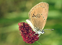 Ameisenbläuling (Glaucopsyche nausithous) mit Markierung zur Populationsgrößenschätzung auf Wiesenknopf