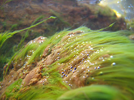 Unterwasserbiofilme Unterwasserbiofilme