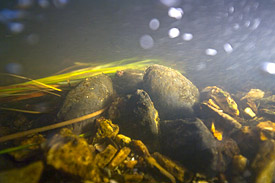 Die vom Aussterben bedrohte Flussperlmuschel in einem Fließgewässer im Bayerischen Wald.