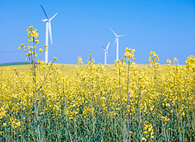 Rapsfeld und Winkrafträder