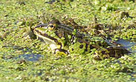 Grasfrosch