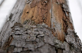 Borkenkäferbefall Borkenkäferbefall