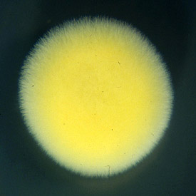 Safrangelbe Hautrindenpilz (Piloderma croceum) Safrangelbe Hautrindenpilz (Piloderma croceum)