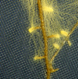 Safrangelbe Hautrindenpilz (Piloderma croceum): Ektomykoohizen des Pilzes tauschen Nährstoffe mit dem symbiotischen Baumpartner aus Safrangelbe Hautrindenpilz (Piloderma croceum)