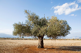 Olivenbaum im Mediterranen Raum