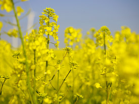 Rapsanbau zur Bioenergieproduktion. Rapsanbau