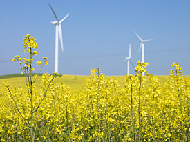 Rapsanbau und Windkrafträder Rapsanbau und Windkrafträder