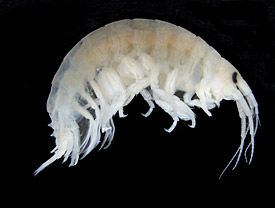 Der Große Höckerflohkrebs (Dikerogammarus villosus) Der Große Höckerflohkrebs (Dikerogammarus villosus)