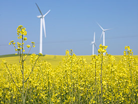 Rapsfeld mit Winkraftanlagen im Hintergrund