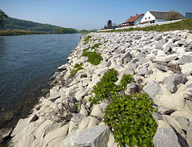Uferbefestigungen an der Mulde in Sachsen