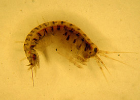 Getigerter Flohkrebs (Gammarus tigrinus) Getigerter Flohkrebs (Gammarus tigrinus)