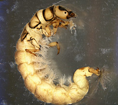 Hydropsyche sp. Hydropsyche sp.