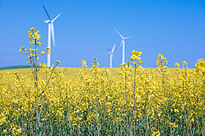 Raumwirksamkeit der Energiewende: Rapsfeld_Windkrafträder; Foto: André Künzelmann/UFZ