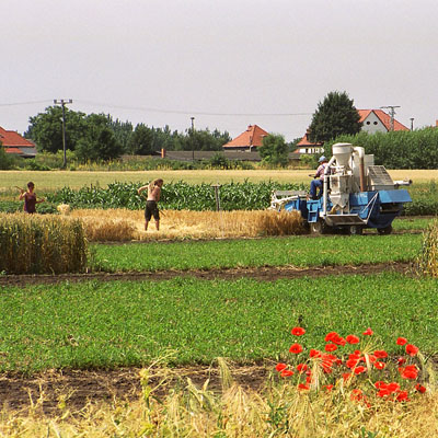 Erntearbeiten