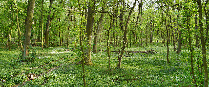 Floodplain forest. Photo: André Künzelmann/UFZ Floodplain forest. Photo: André Künzelmann/UFZ