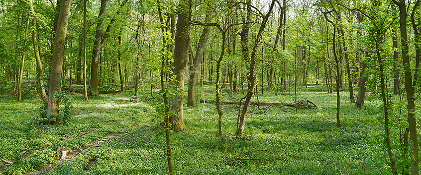 Auwald. Foto: André Künzelmann/UFZ