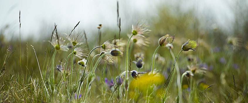 Wiese. Foto: André Künzelmann/UFZ Wiese. Foto: André Künzelmann/UFZ