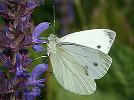 Der Grünaderweißling (Pieris napi) . Foto Martin Wiemers/UFZ