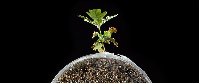 Soil ecological experiments in the lab. Photo: André Künzelmann/UFZ