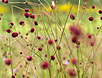 Startbild Biodiversität; Foto: André Künzelmann/UFZ