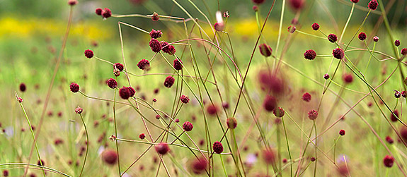 Biodiversität und Anpassungstrategien; Wiesenknopf; Foto: André Künzelmann/UFZ