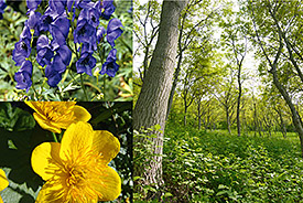 Blauer Eisenhut (Bild oben links, Foto: emer – Fotolia.com) und die Sumpf-dotterblume (Bild unten links, Foto: Rainer Tagwercher – Fotolia.com) sind zwei Beispiele von Pflanzenarten, die durch den Klimawandel potenziell stark gefährdet sind. Wenngleich weit geringer, wird es nach den Computermodellen auch Pflanzenarten geben, die ihre Verbreitungsgebiete ausdehnen. Ein Beispiel ist die Echte Walnuss (Bild rechts, Foto: Georg Teutsch/UFZ)
