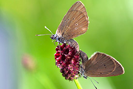 Dunkler Wiesenknopf-Ameisenbläuling, Maculinea nausithous. Foto: André Künzelmann/UFZ