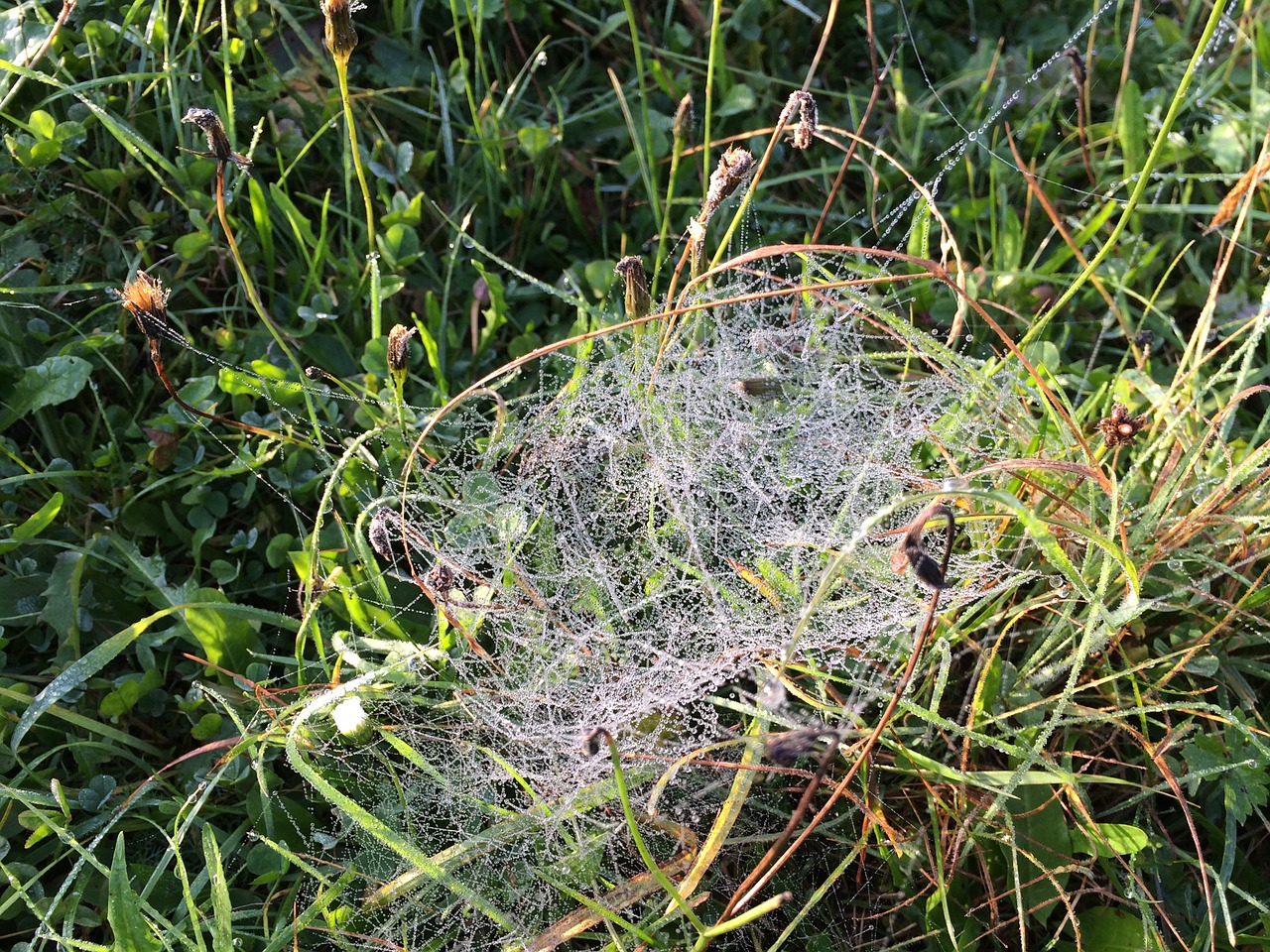 Spinnenweben Spinnenweben