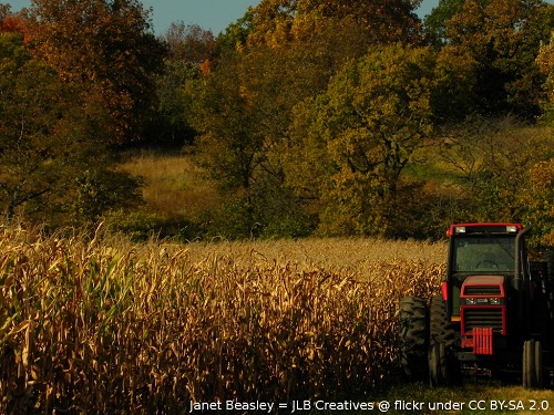 Corn field Corn field