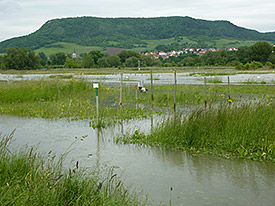 Versuchsflächen des Jena Experiments. Foto: PD Dr. Christiane Roscher/UFZ