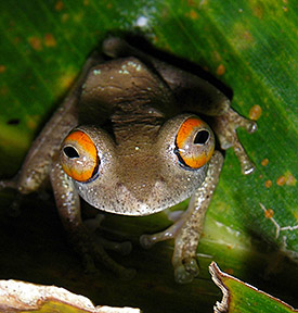 Ein rotäugiger Baumfrosch aus dem Ranomafana-Nationalpark in Südostmadagaskar. Foto: Miguel Vences / TU Braunschweig Ein rotäugiger Baumfrosch aus dem Ranomafana-Nationalpark in Südostmadagaskar. Foto: Miguel Vences / TU Braunschweig