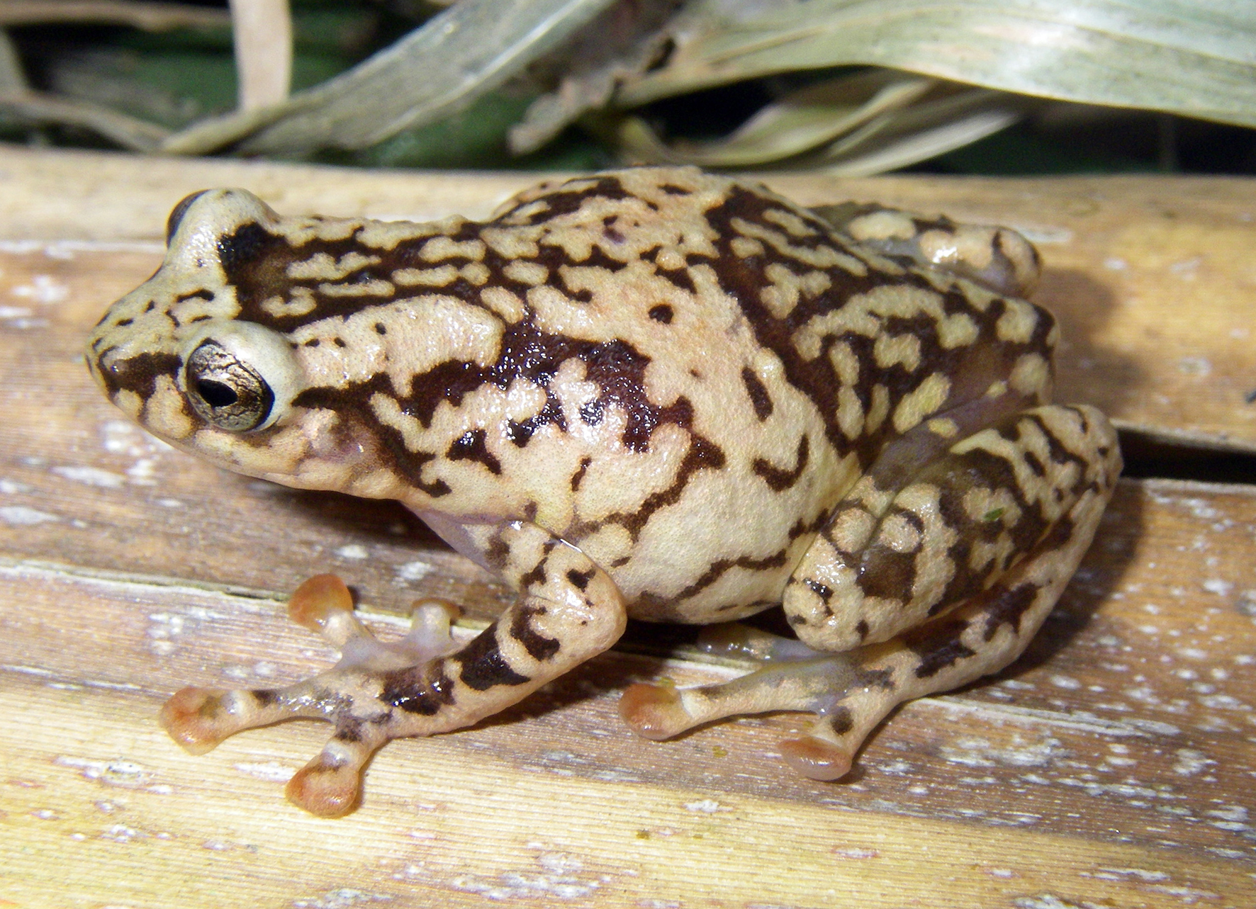 Amphibienseuche Chytridiomykose erreicht Madagaskar HelmholtzZentrum