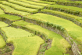 Rice terraces in Philippines. Foto: André Künzelmann/ UFZ