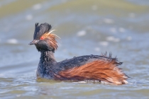 Gewinner des Klimawandels: Der Schwarzhalstaucher.
© Andreas Trepte, www.photo-natur.de Gewinner des Klimawandels: Der Schwarzhalstaucher.
© Andreas Trepte, www.photo-natur.de