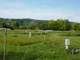 The Jena Experiment (Germany) is one of the longest-running biodiversity experiments in Europe and part of this study. Photo: Christiane Roscher