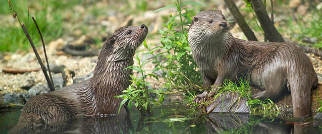 common otter