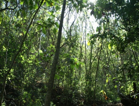 tropica forest Mexico