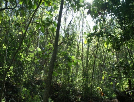tropica forest Mexico tropica forest Mexico