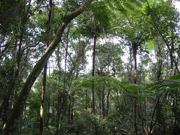 Von Baumfarnen geprägter Sekundärwald